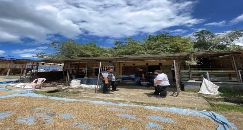 Dosen Universitas Tomakaka Mamuju Melakukan PKM (Pengabdian Kepada Masyarakat) Pemberdayaan Petani Beras Merah Melalui Pendampingan Holistik Di Aralle Kabupaten Mamasa Menuju Kemandirian Sosial Dan Ekonomi